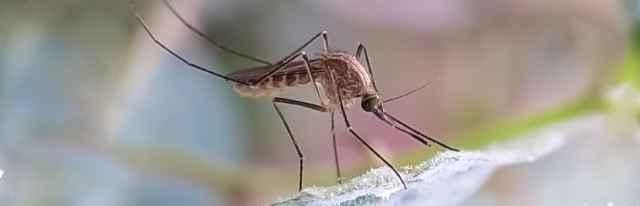 West-Nile Virus - Incontro informativo giovedì 18 agosto